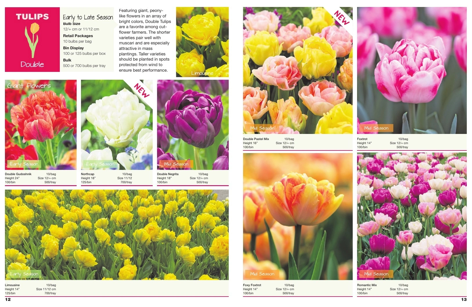 A.D.R. Bulbs flyer page 8