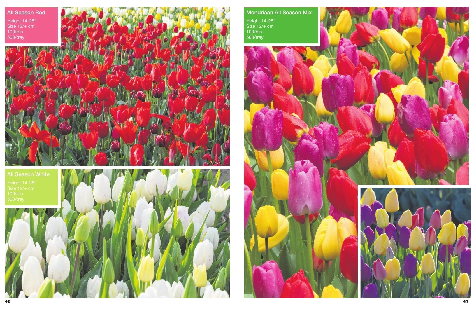A.D.R. Bulbs flyer page 25