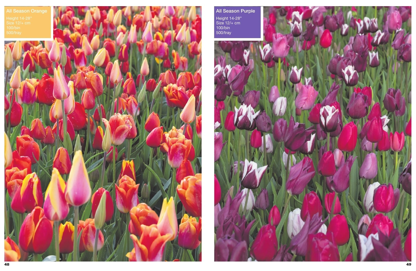 A.D.R. Bulbs flyer page 26