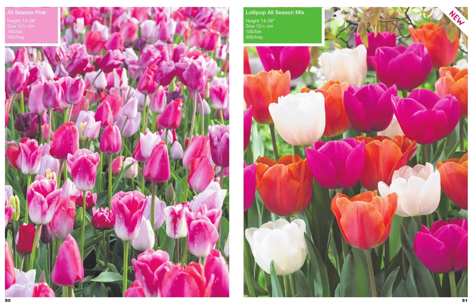 A.D.R. Bulbs flyer page 27