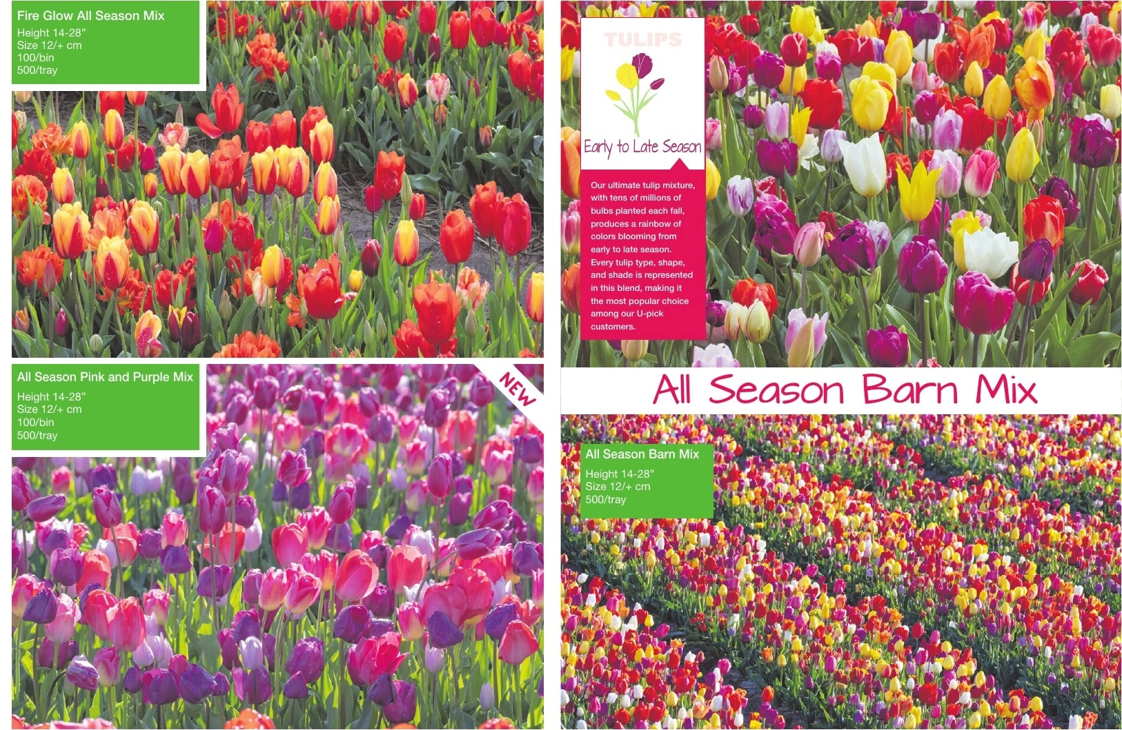 A.D.R. Bulbs flyer page 29
