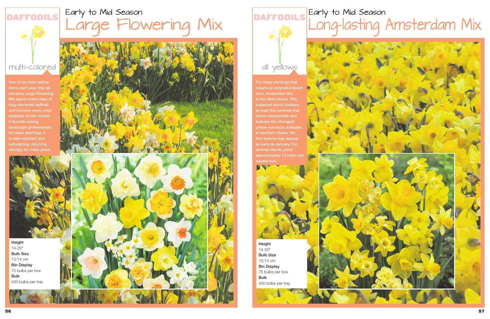 A.D.R. Bulbs flyer page 30