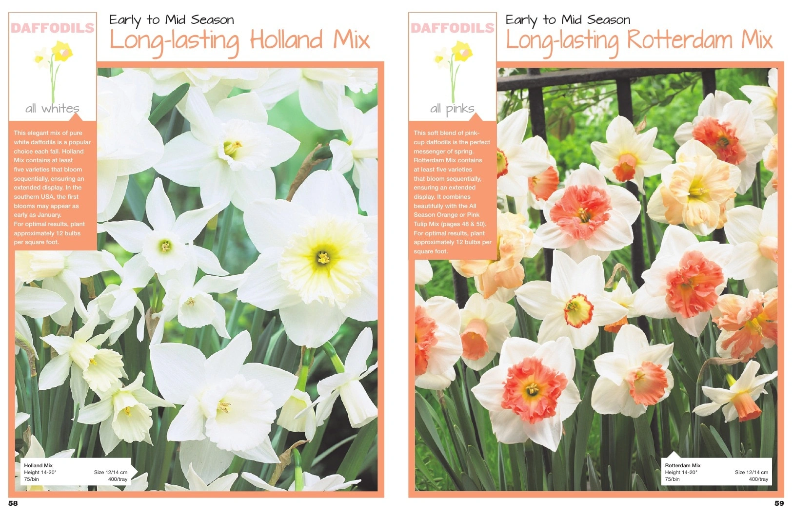 A.D.R. Bulbs flyer page 31