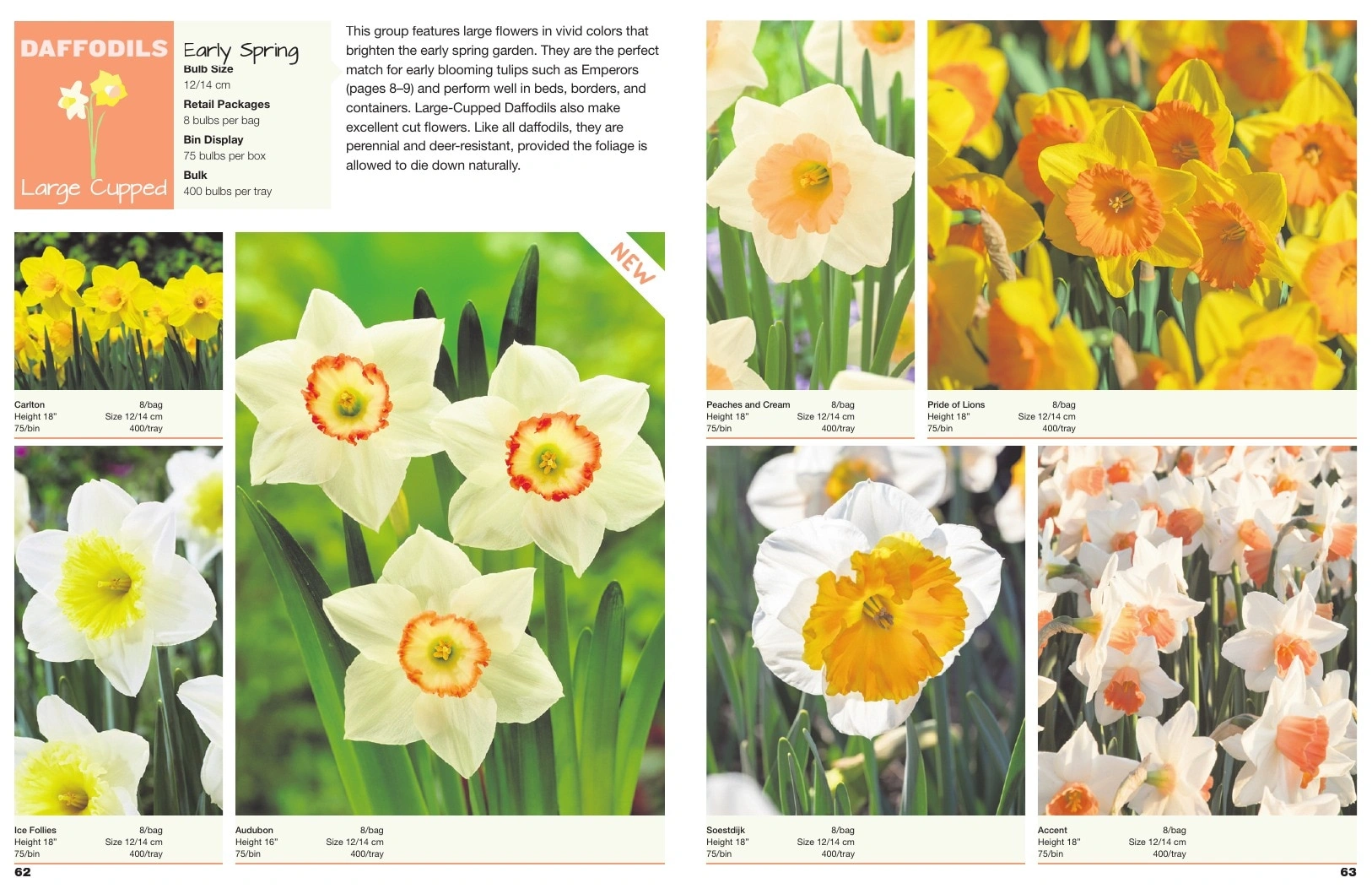 A.D.R. Bulbs flyer page 33