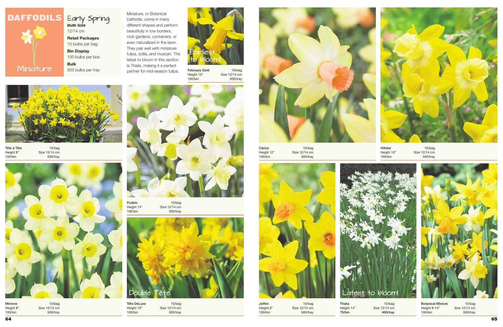 A.D.R. Bulbs flyer page 34