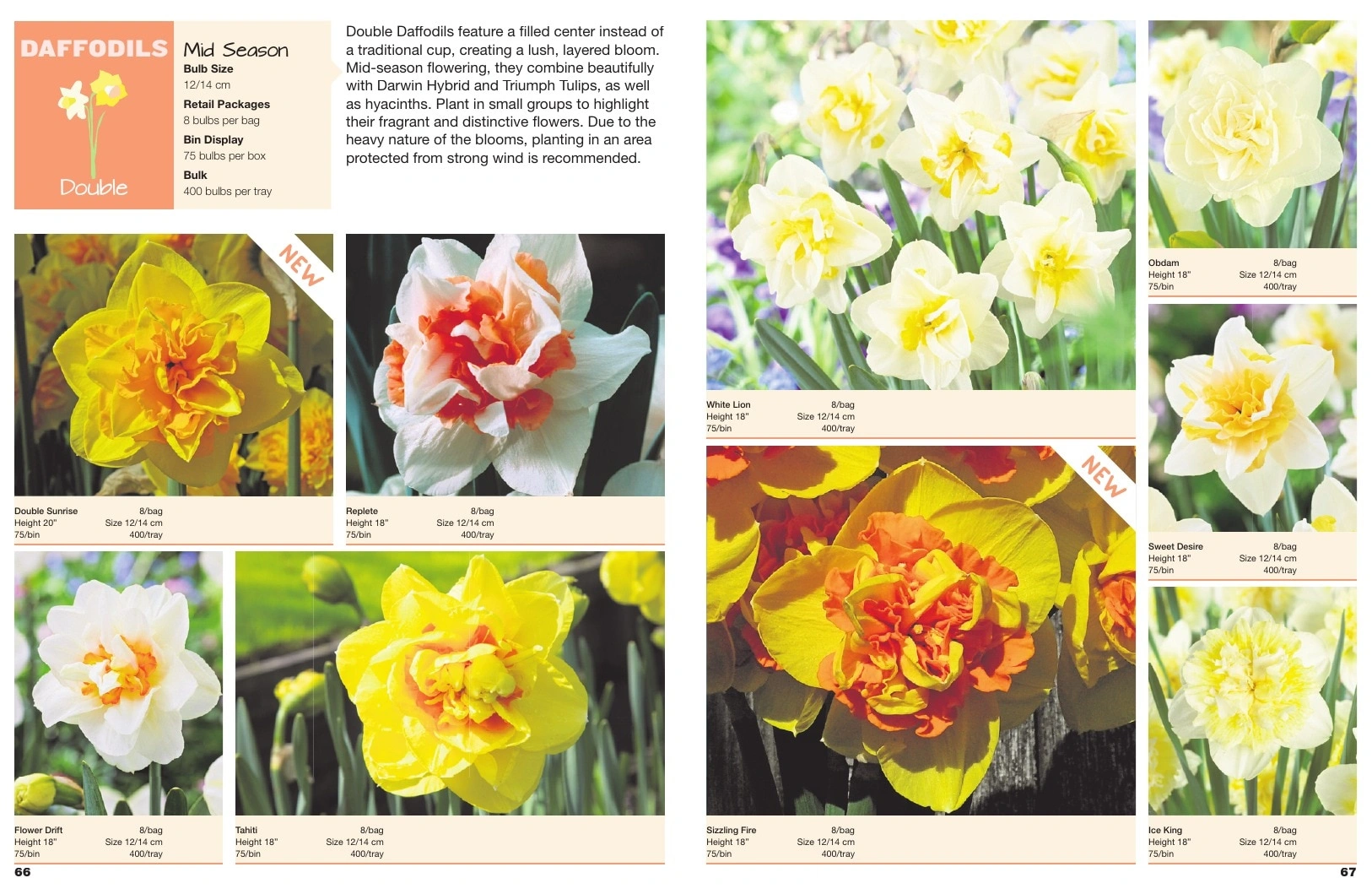 A.D.R. Bulbs flyer page 35