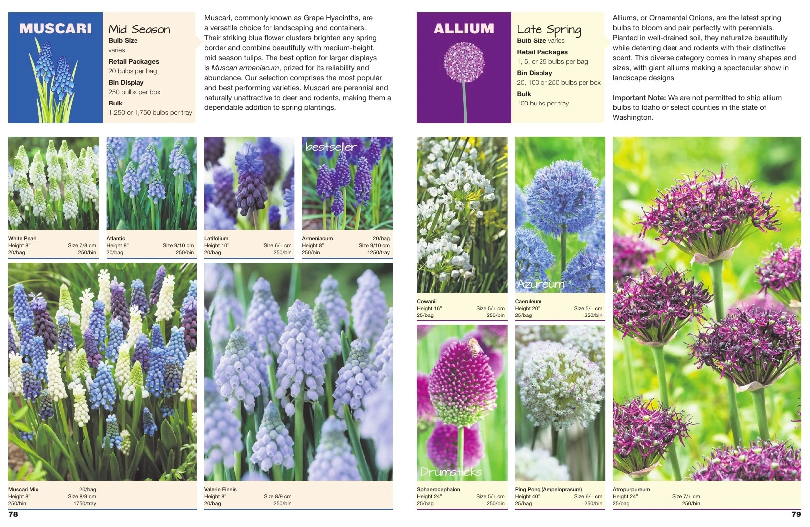 A.D.R. Bulbs flyer page 41