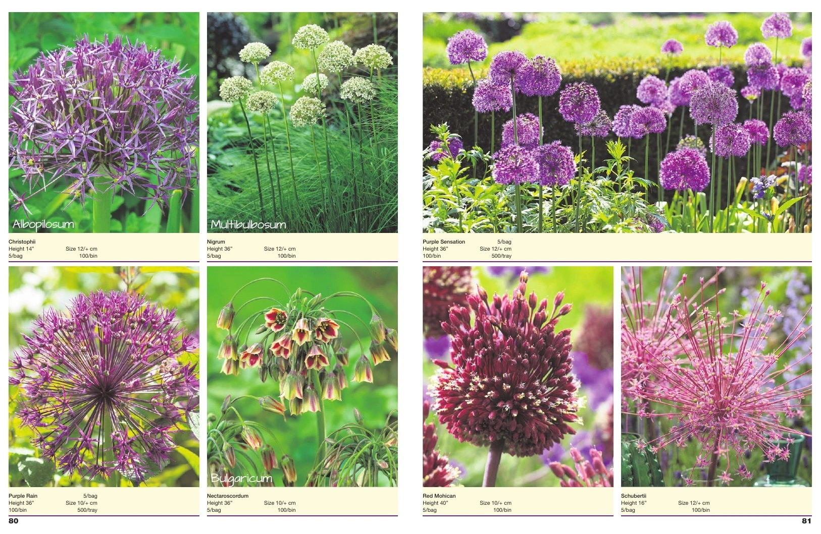 A.D.R. Bulbs flyer page 42