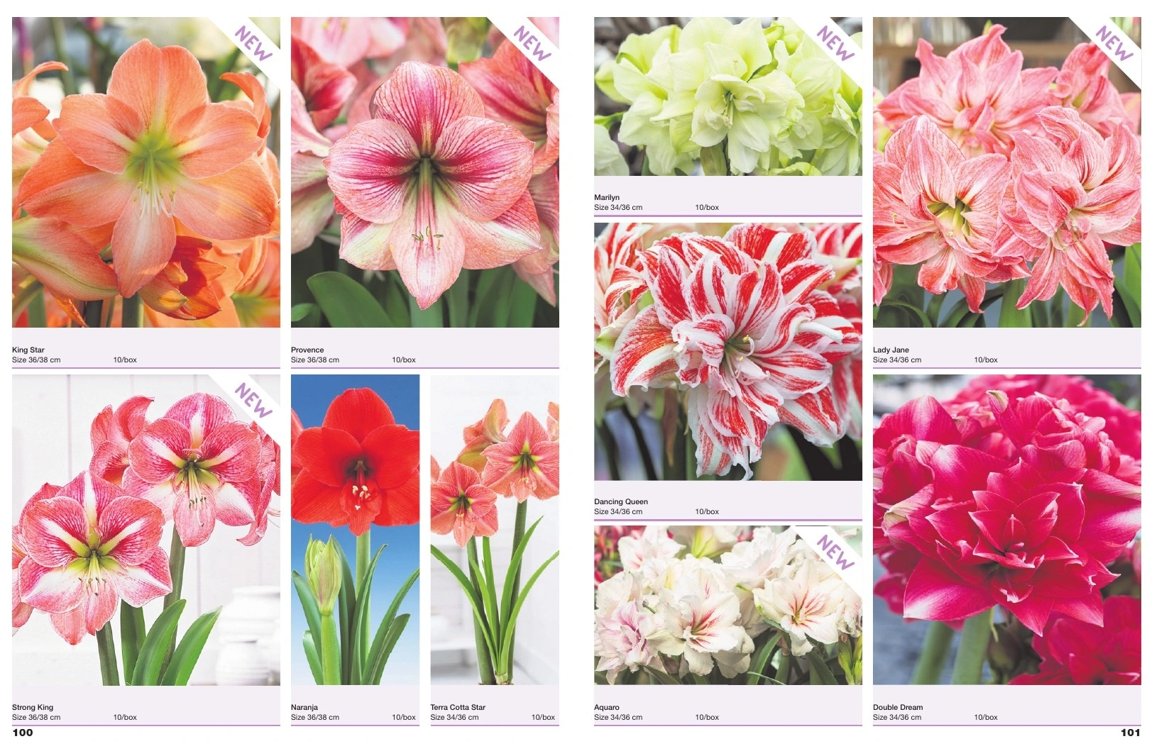 A.D.R. Bulbs flyer page 52