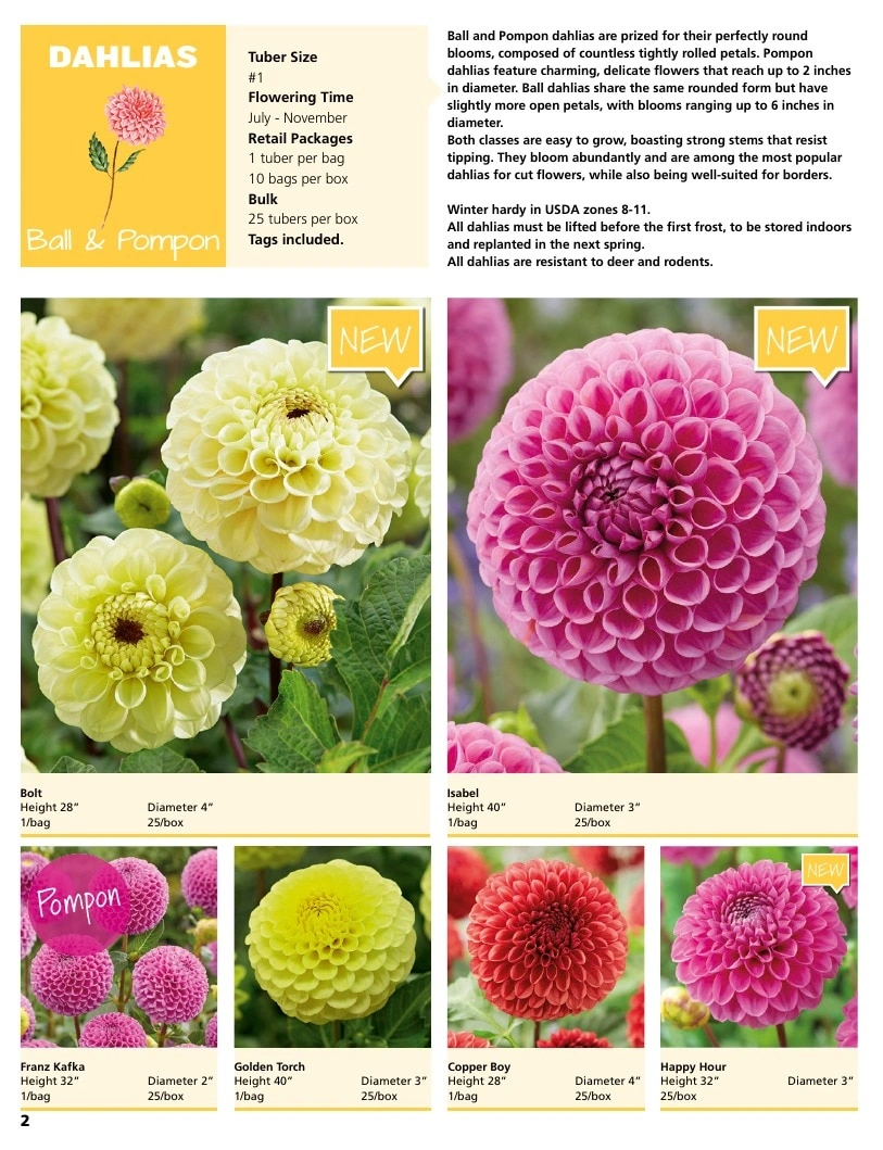 A.D.R. Bulbs flyer page 4
