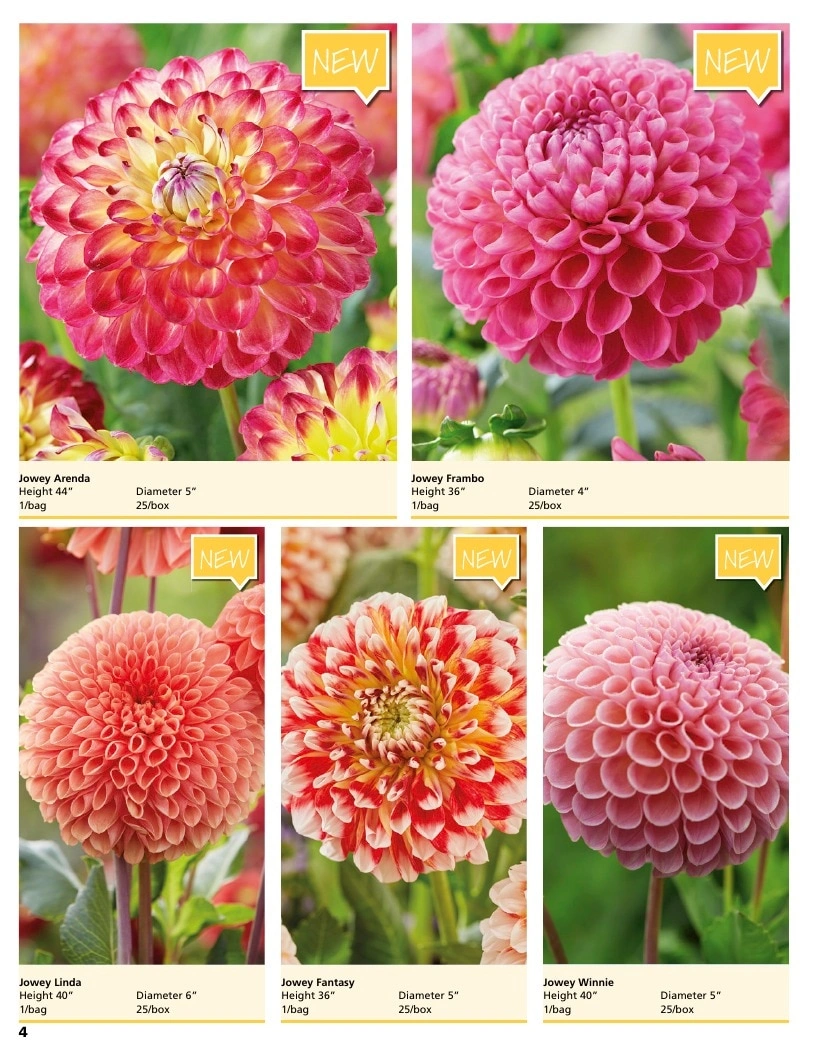 A.D.R. Bulbs flyer page 6