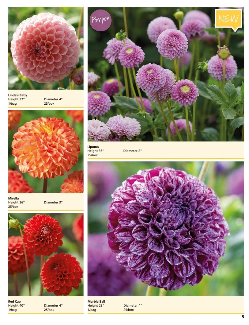 A.D.R. Bulbs flyer page 7