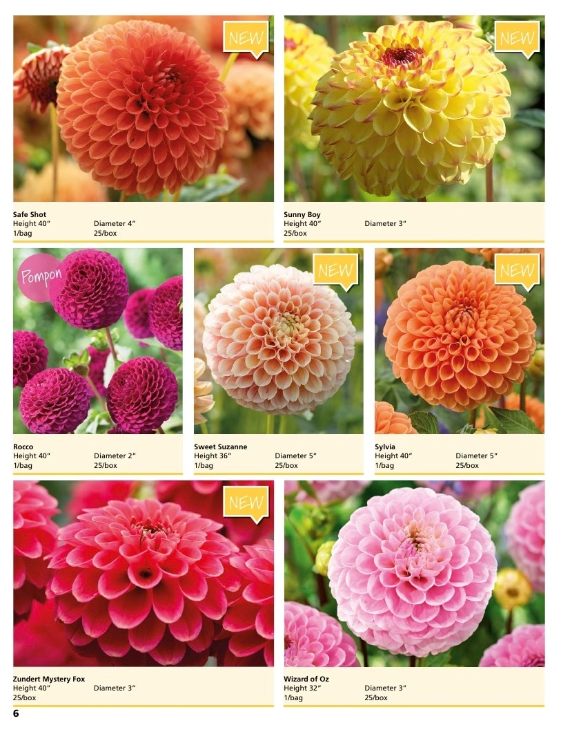 A.D.R. Bulbs flyer page 8
