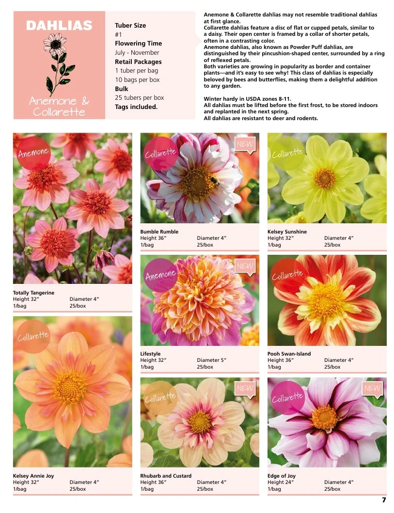 A.D.R. Bulbs flyer page 9