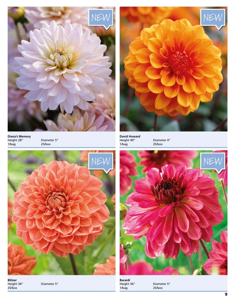 A.D.R. Bulbs flyer page 11