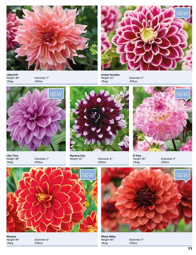 A.D.R. Bulbs flyer page 13