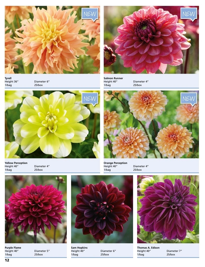 A.D.R. Bulbs flyer page 14
