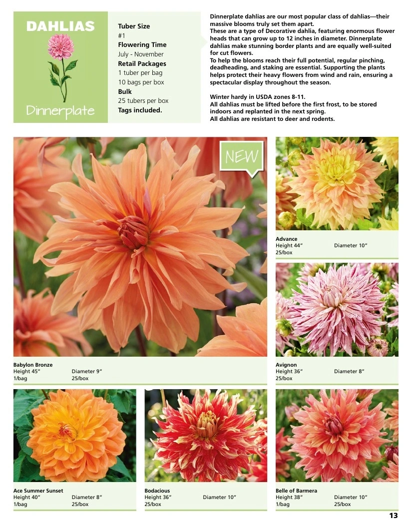 A.D.R. Bulbs flyer page 15