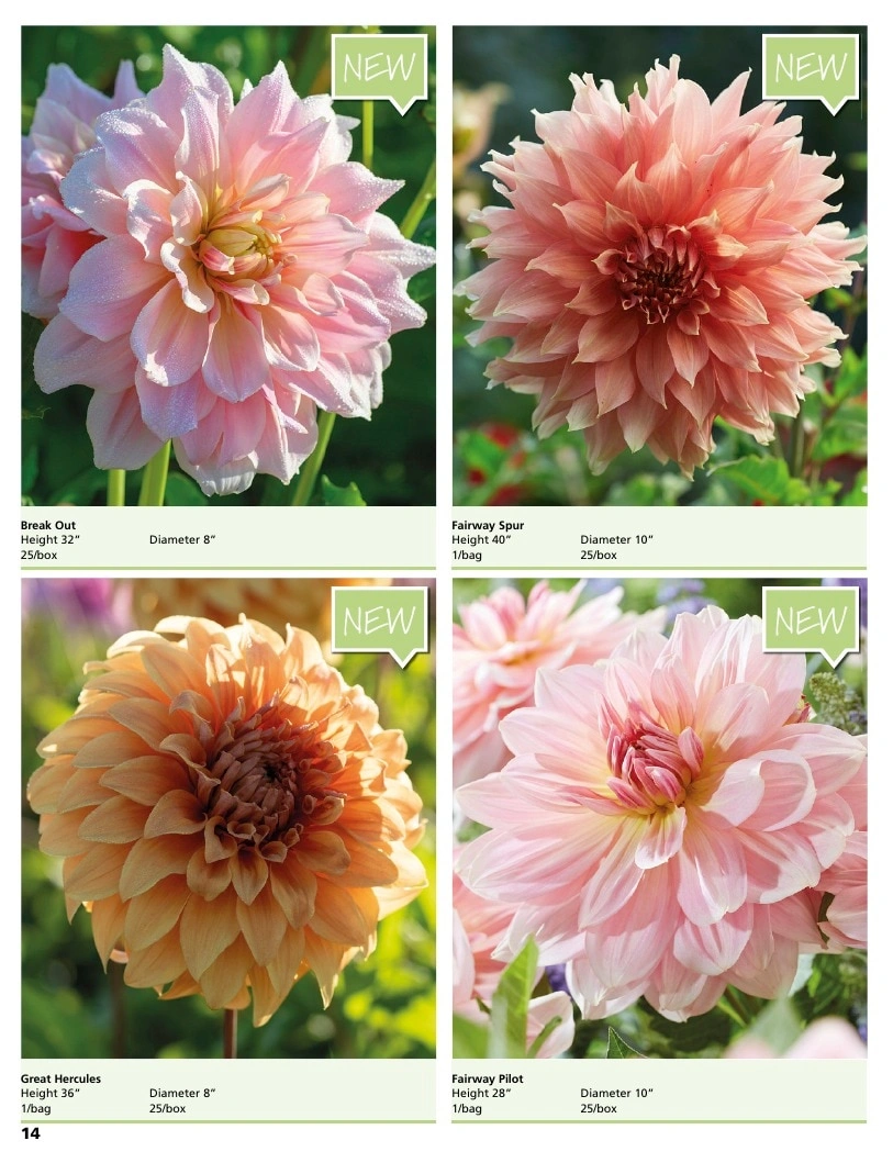 A.D.R. Bulbs flyer page 16