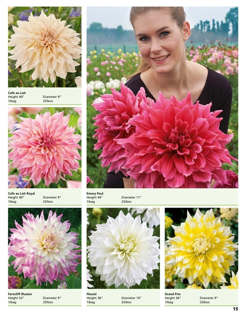 A.D.R. Bulbs flyer page 17