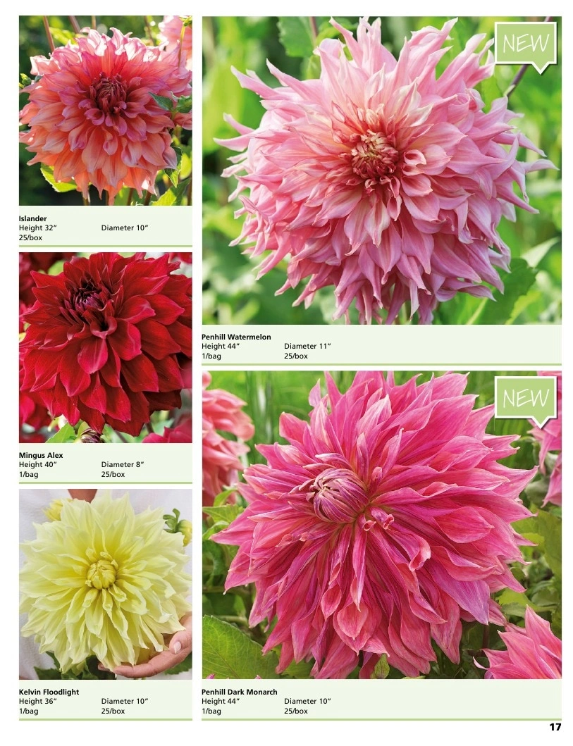 A.D.R. Bulbs flyer page 19