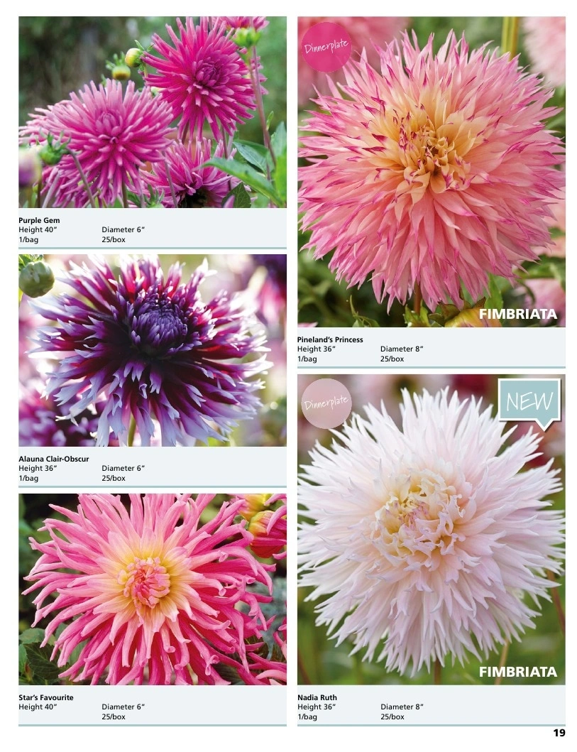 A.D.R. Bulbs flyer page 21