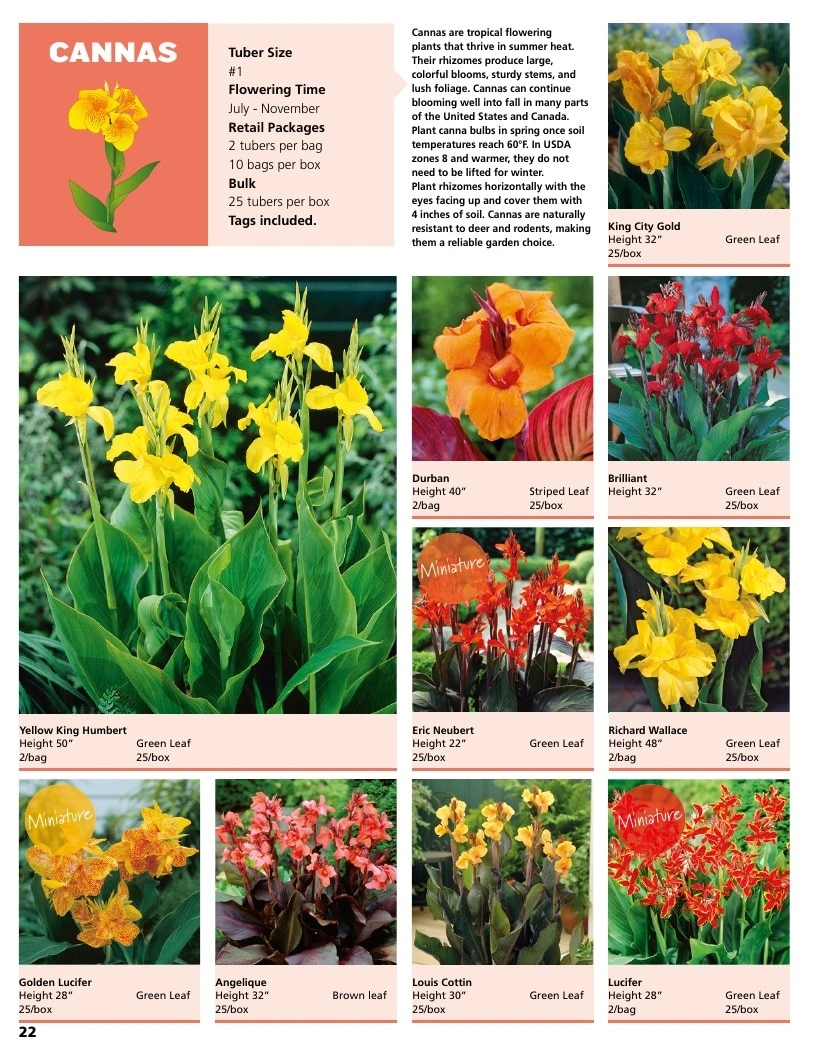 A.D.R. Bulbs flyer page 24