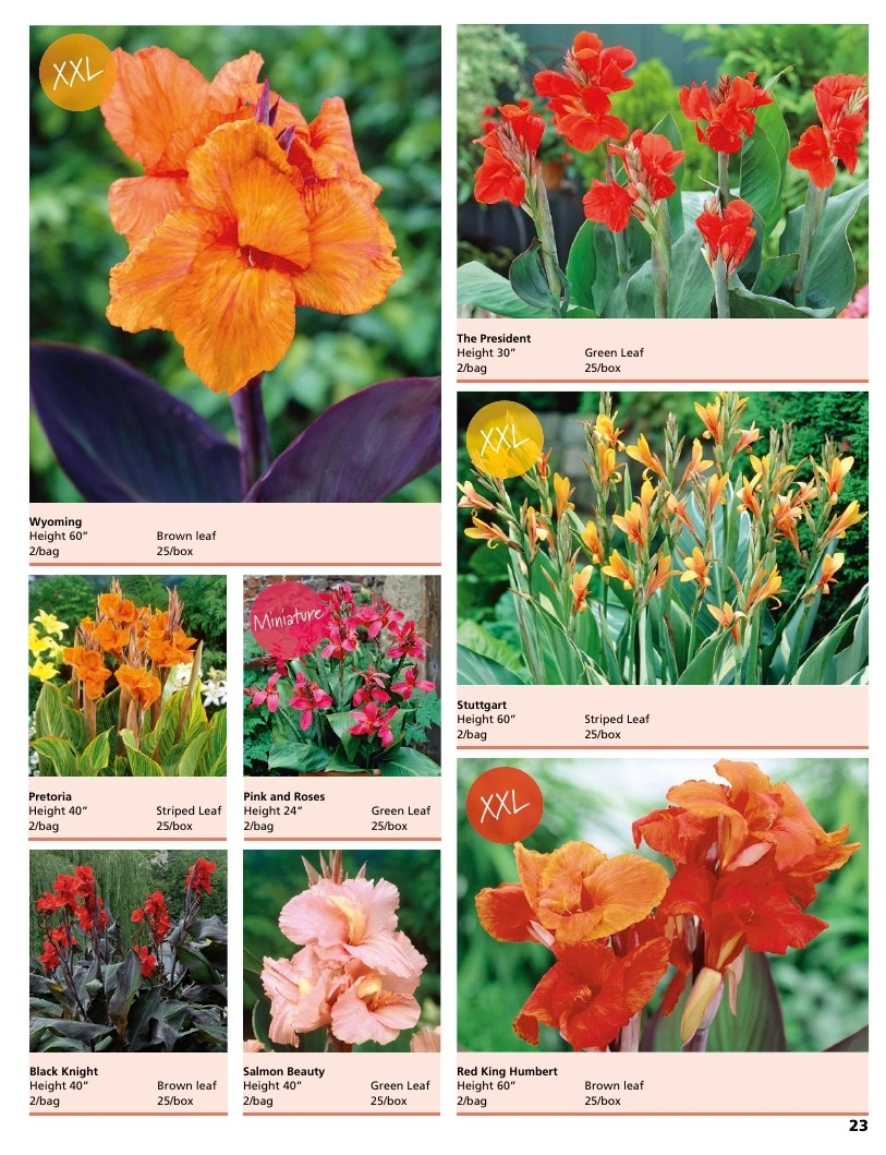 A.D.R. Bulbs flyer page 25