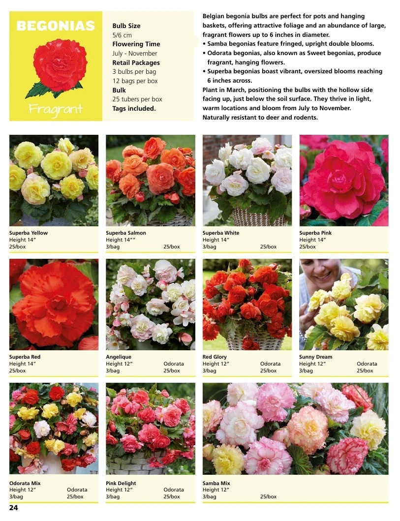 A.D.R. Bulbs flyer page 26