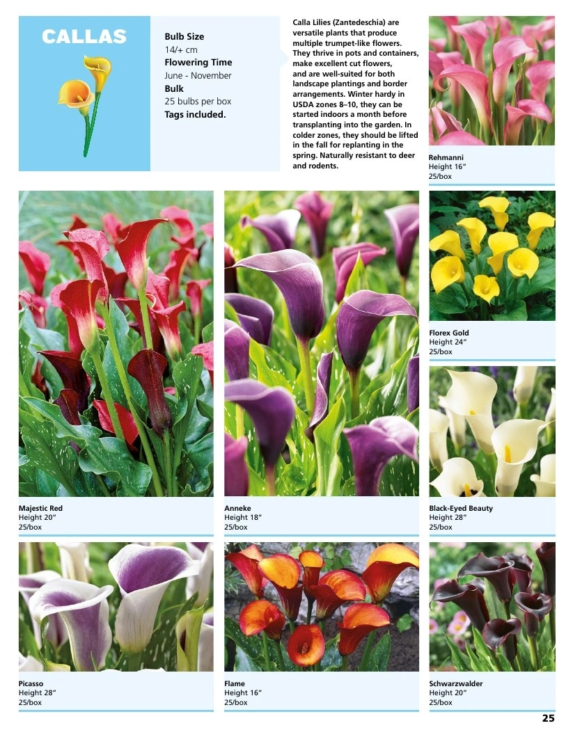 A.D.R. Bulbs flyer page 27