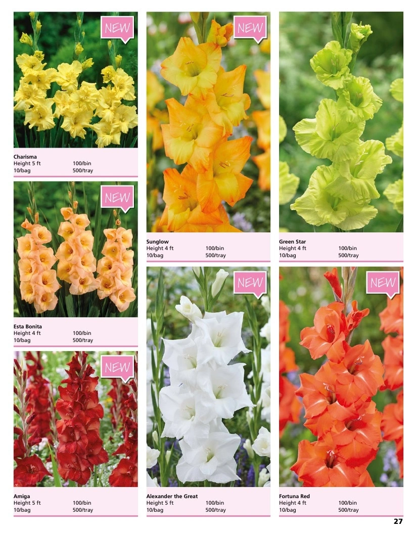 A.D.R. Bulbs flyer page 29