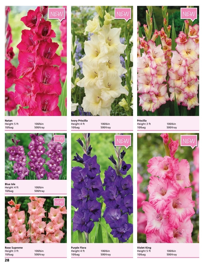 A.D.R. Bulbs flyer page 30
