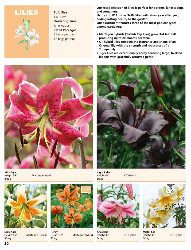 A.D.R. Bulbs flyer page 32