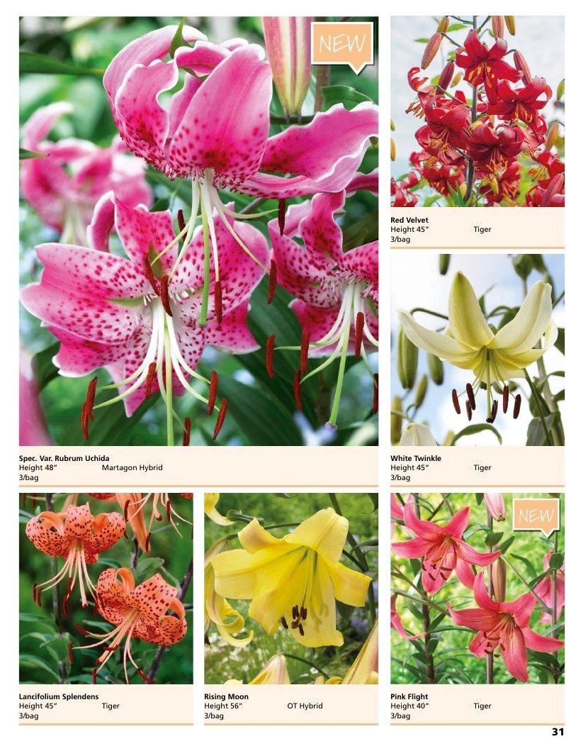 A.D.R. Bulbs flyer page 33