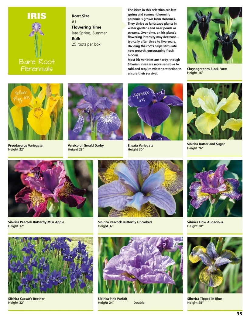 A.D.R. Bulbs flyer page 37