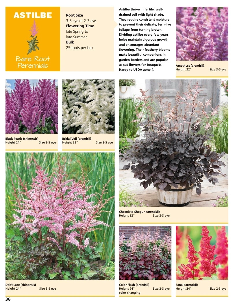 A.D.R. Bulbs flyer page 38