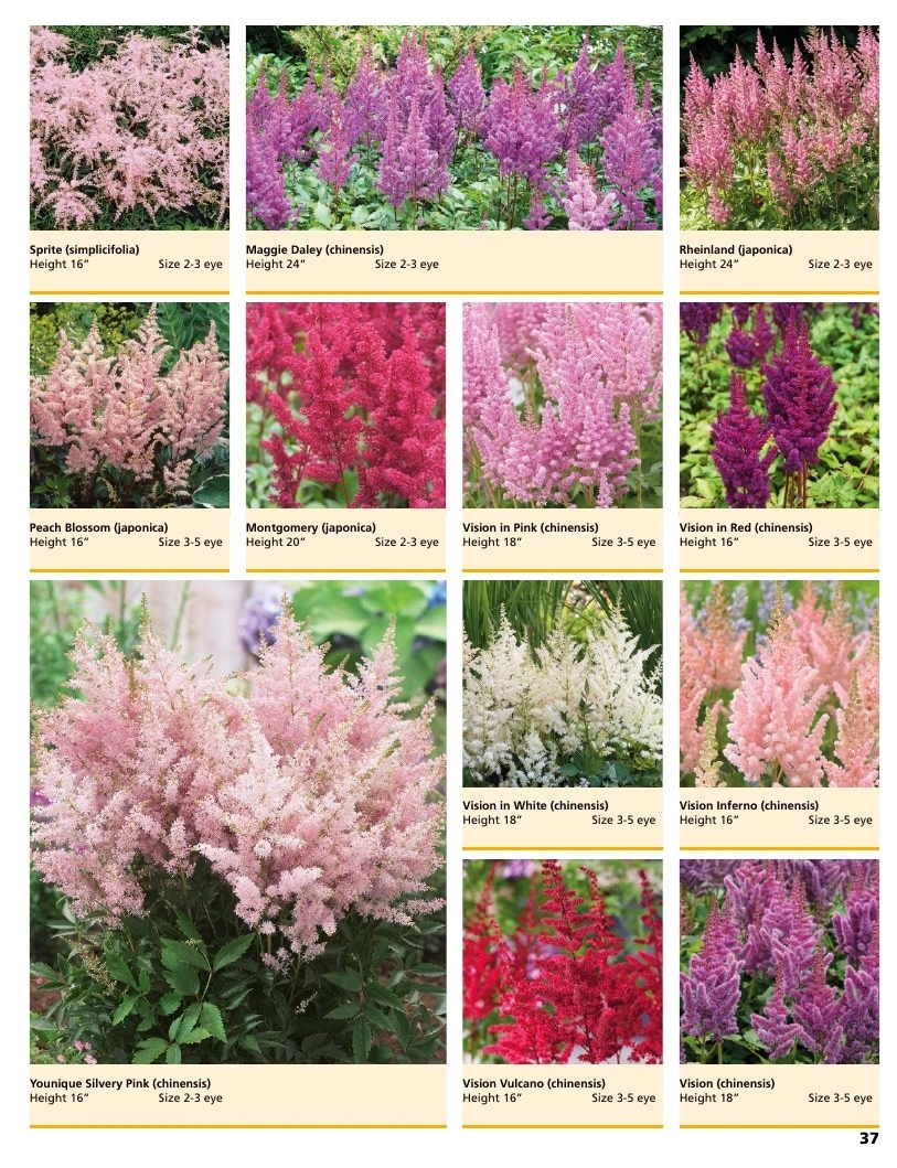 A.D.R. Bulbs flyer page 39