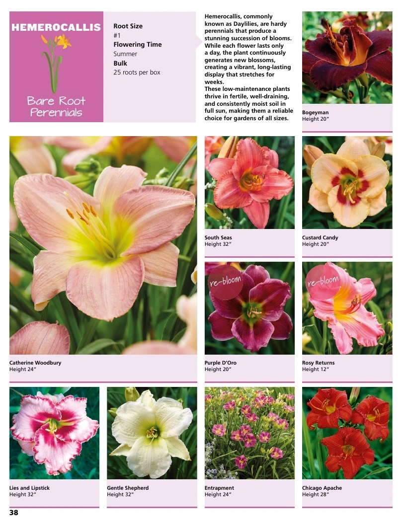 A.D.R. Bulbs flyer page 40