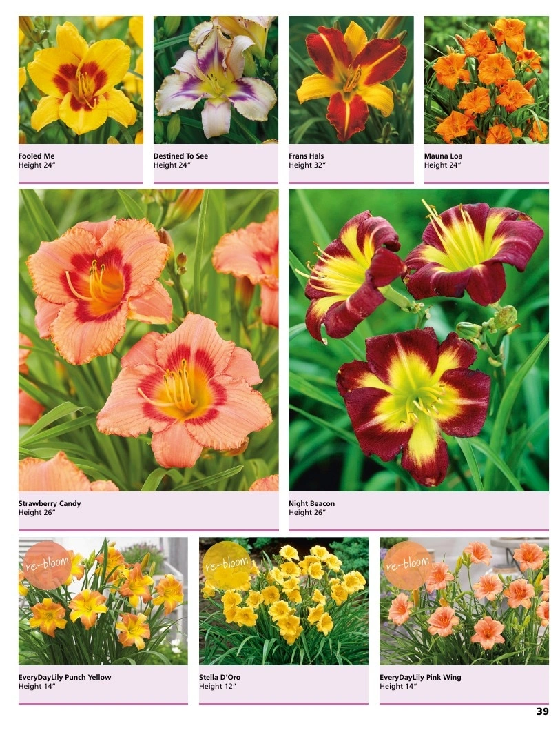 A.D.R. Bulbs flyer page 41