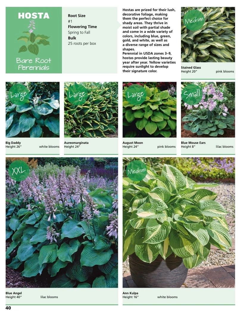 A.D.R. Bulbs flyer page 42