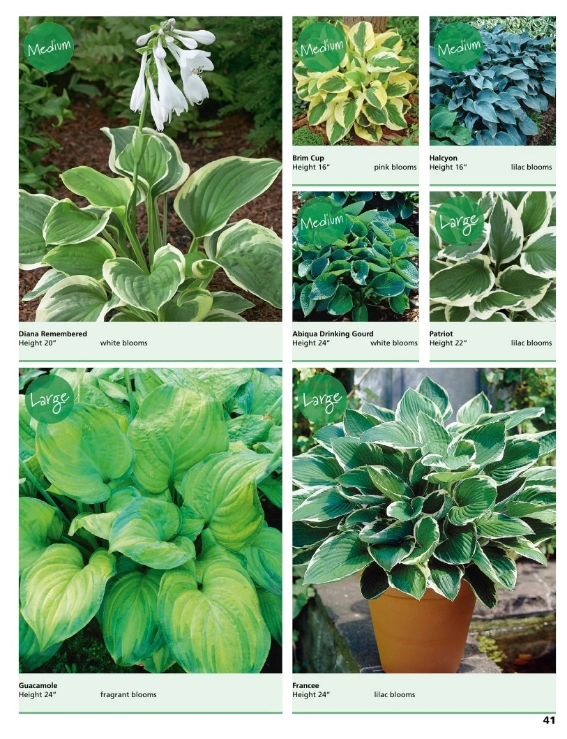 A.D.R. Bulbs flyer page 43