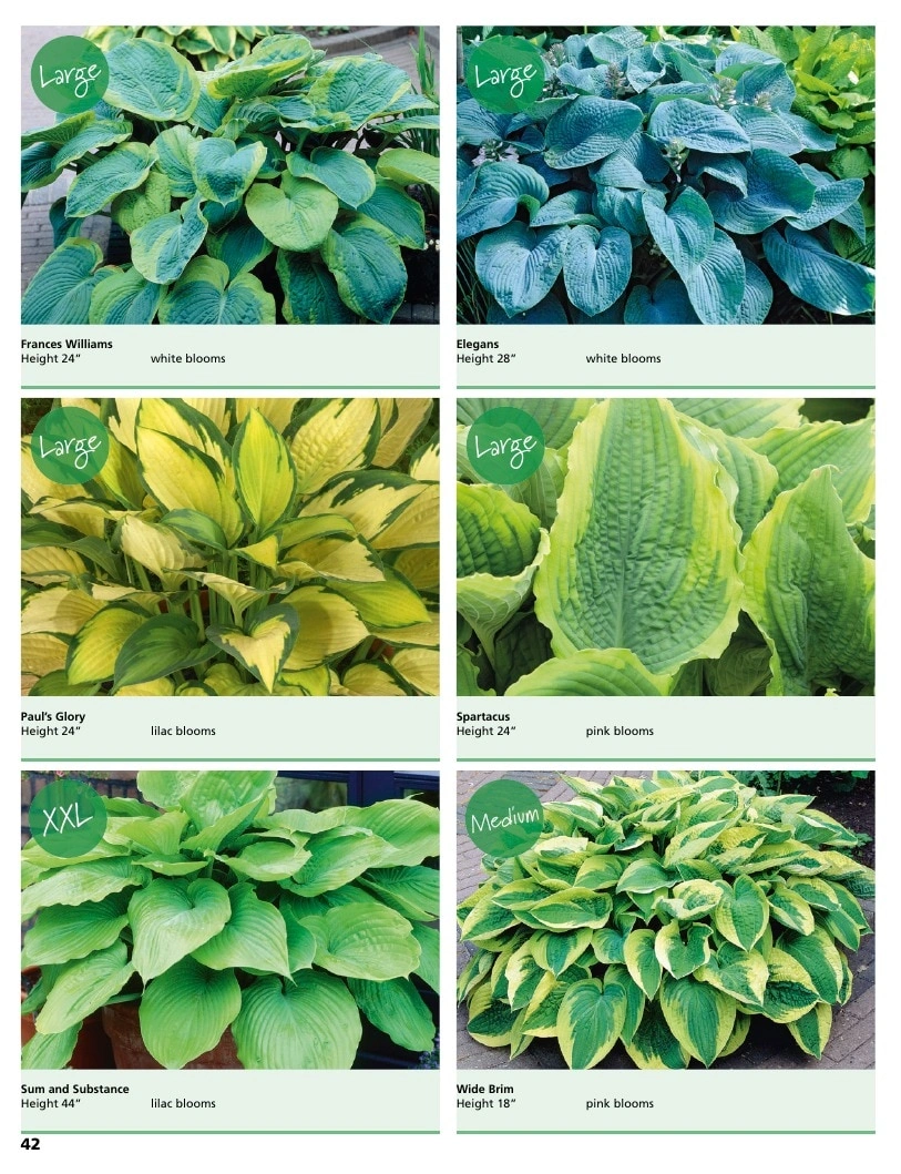 A.D.R. Bulbs flyer page 44