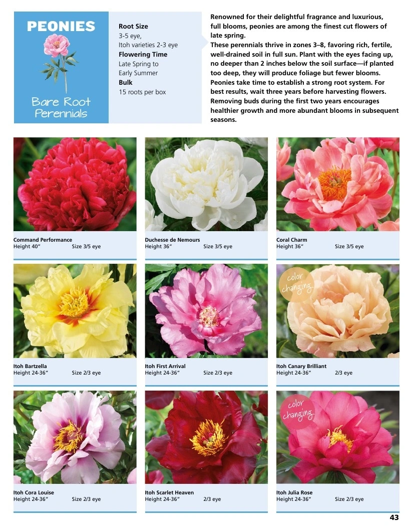 A.D.R. Bulbs flyer page 45