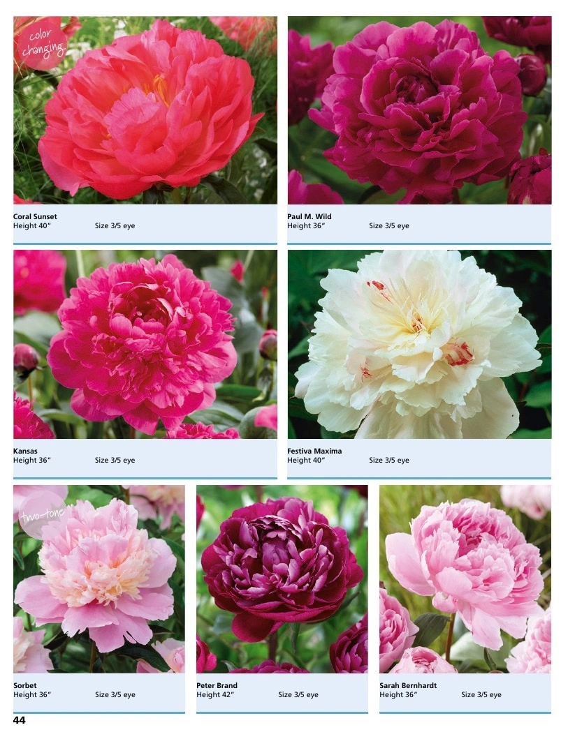 A.D.R. Bulbs flyer page 46