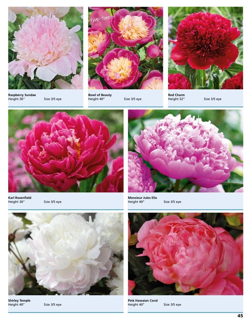 A.D.R. Bulbs flyer page 47
