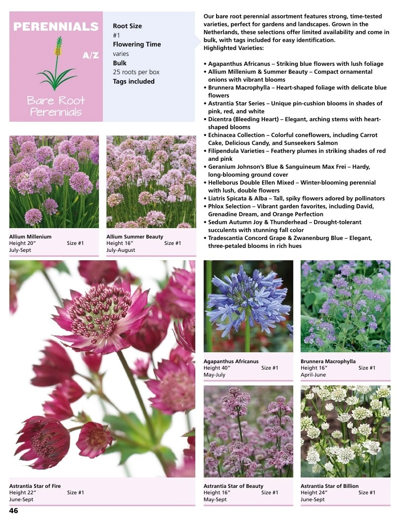 A.D.R. Bulbs flyer page 48