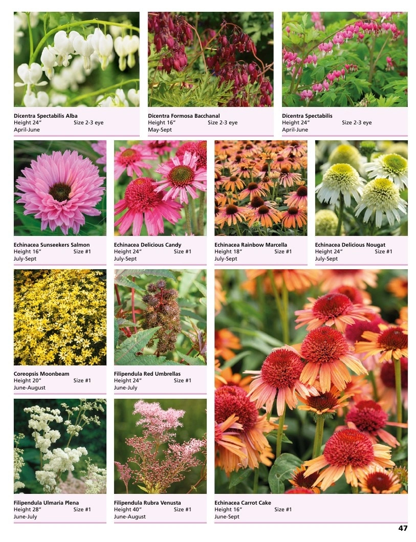 A.D.R. Bulbs flyer page 49