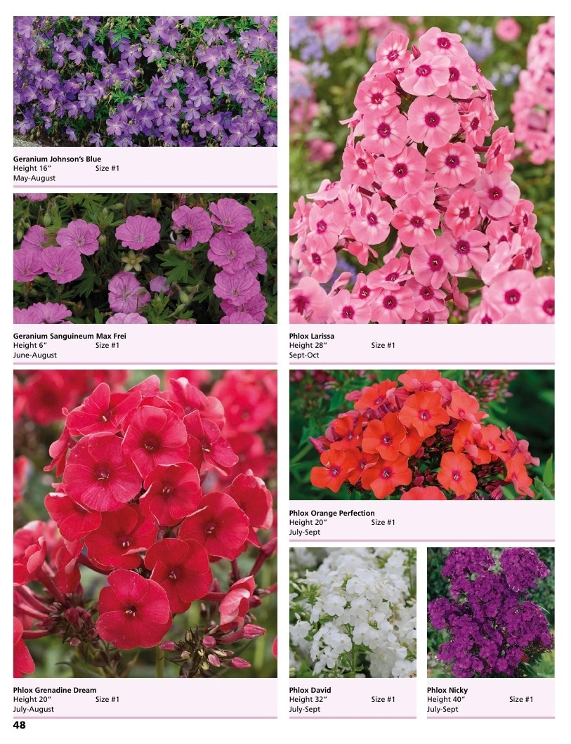 A.D.R. Bulbs flyer page 50