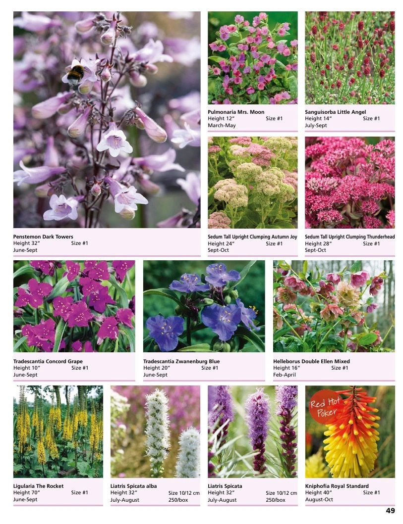 A.D.R. Bulbs flyer page 51