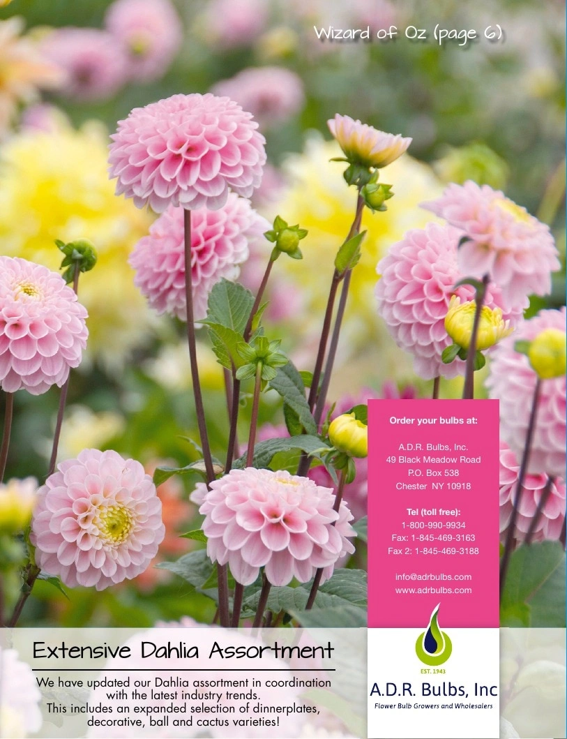 A.D.R. Bulbs flyer page 52